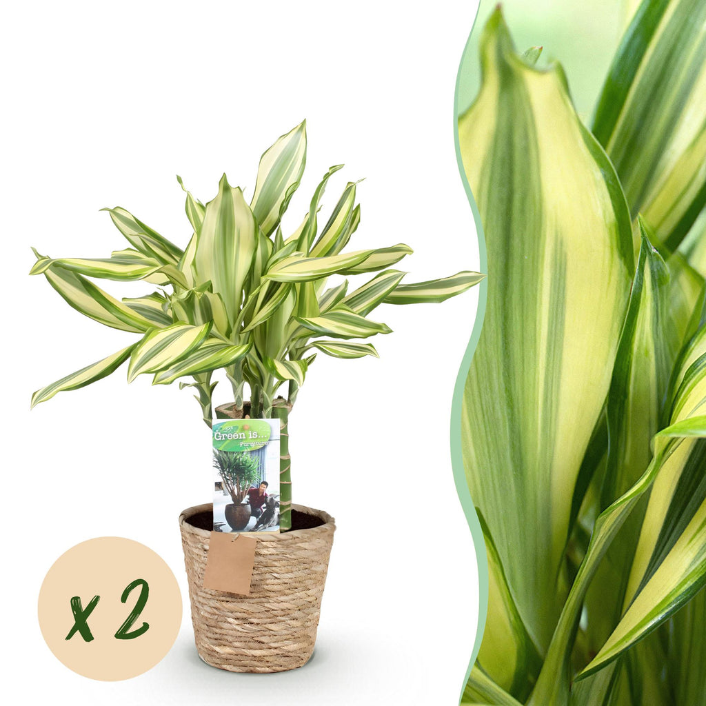 2× Dracaena fragrans Diamond Dream (arbre au dragon) avec panier – Ø17 cm, 50–55 cm de haut