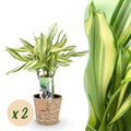 2× Dracaena fragrans Diamond Dream (arbre au dragon) avec panier – Ø17 cm, 50–55 cm de haut