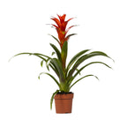 Guzmania Ostara (Bromeliaceae) – Ø12 cm, 45 cm høj