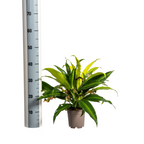 Plantenmix – Ø17 cm, 55–65 cm hoog
