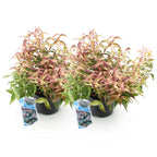 Leucothoe 'Makijaz' (brun) – 2 planter, Ø17 cm, 45 cm høj