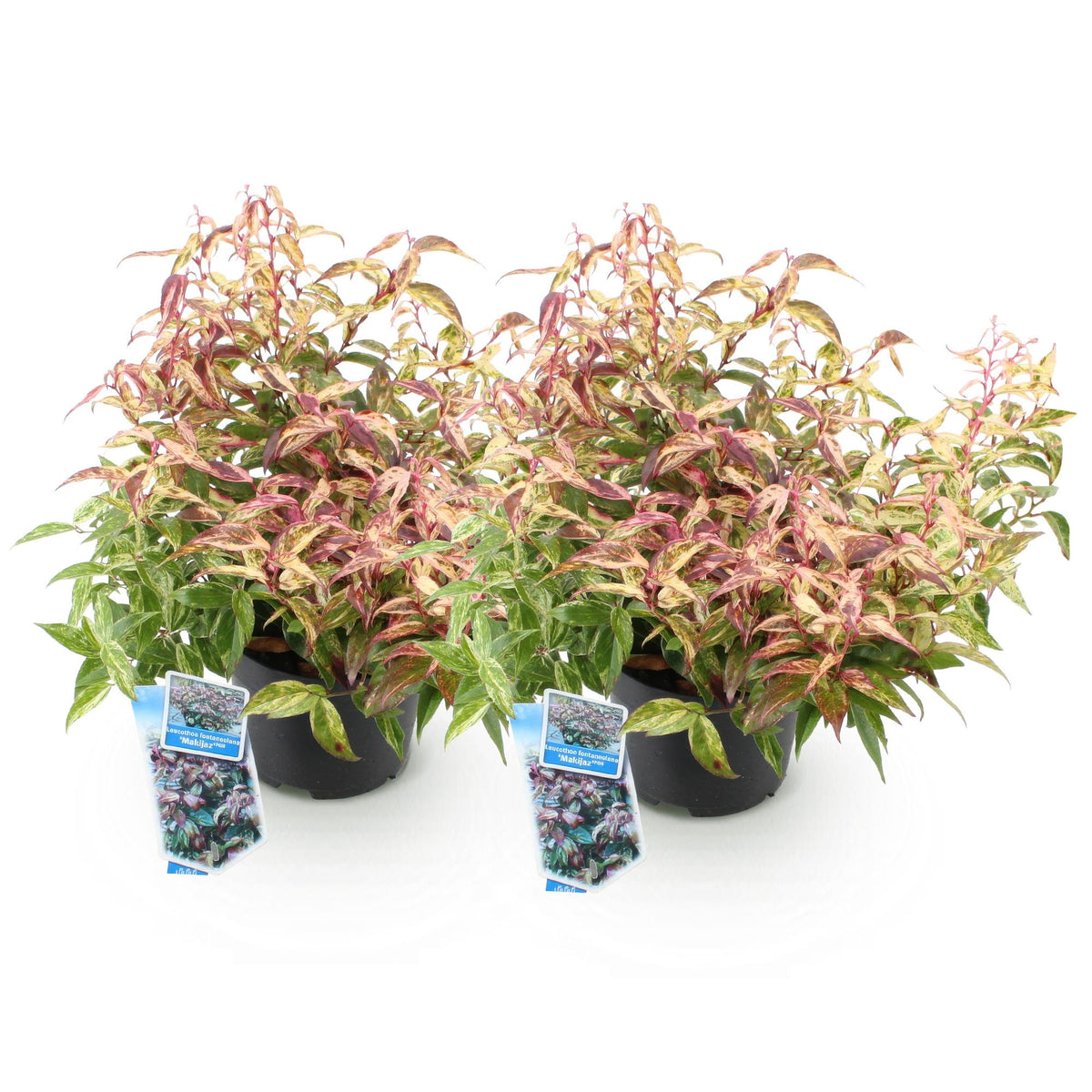 Leucothoe 'Makijaz' (brun) – 2 planter, Ø17 cm, 45 cm høj – billede 2
