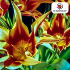 Tulp 'Fire Wings' – 20 bloembollen (bolmaat 11/12)