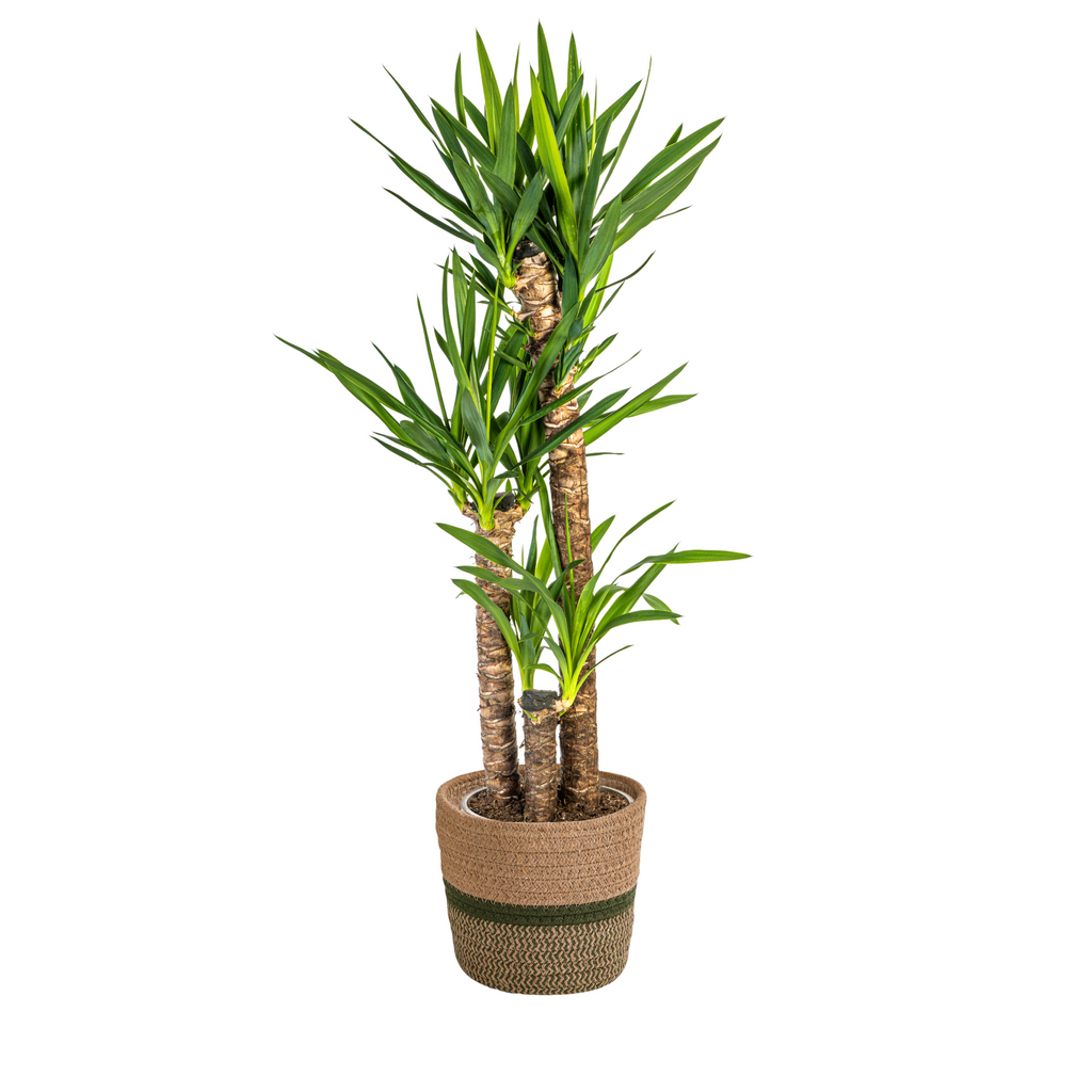 Yucca elephantipes med korg – Ø24 cm, 120–140 cm hög