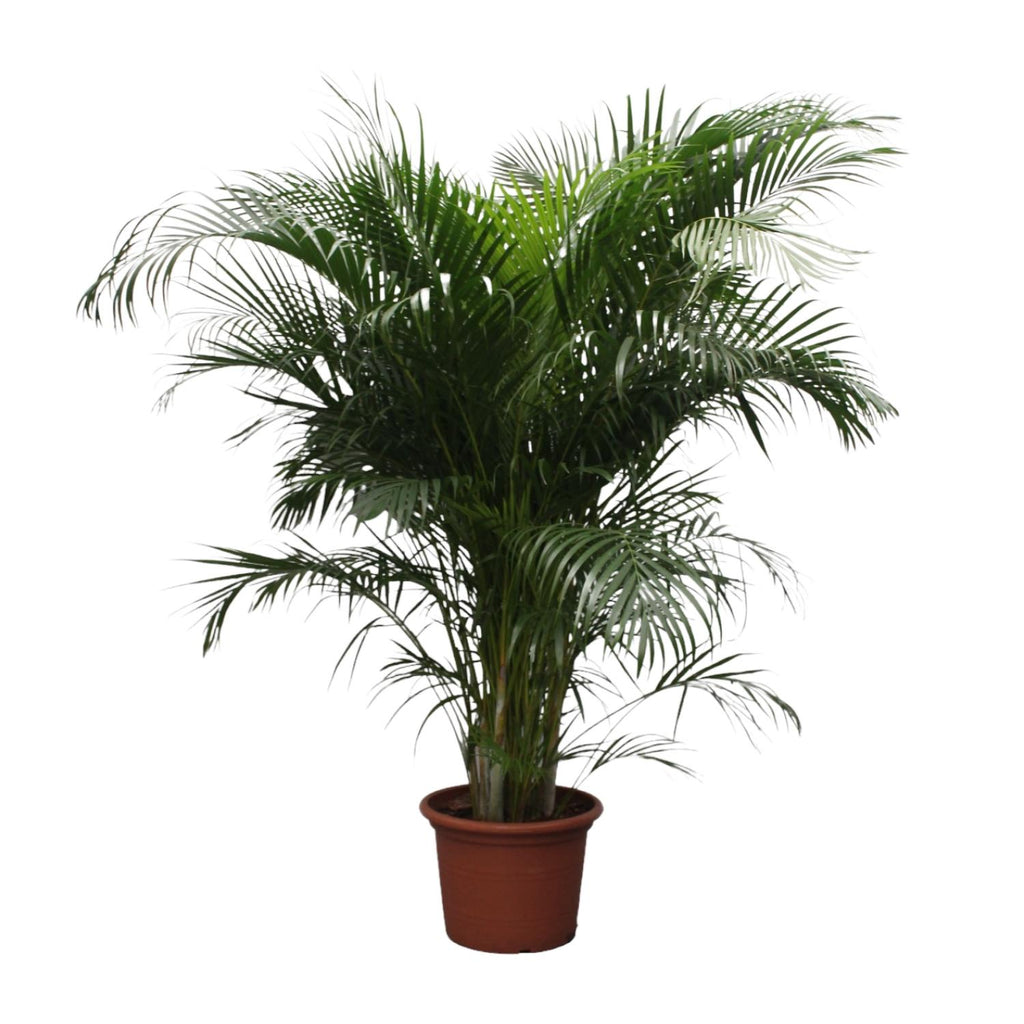 Areca-Palme (Dypsis) – Ø 40 cm, 230 cm hoch