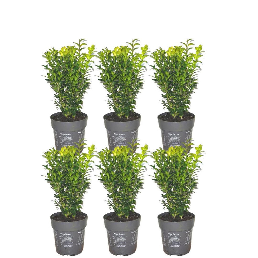 Buxus sempervirens hedge – Ø12 cm, 20–6 cm high