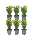 Buxus sempervirens hedge – Ø12 cm, 20–6 cm high