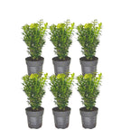 Buxus sempervirens hedge – Ø12 cm, 20–6 cm high