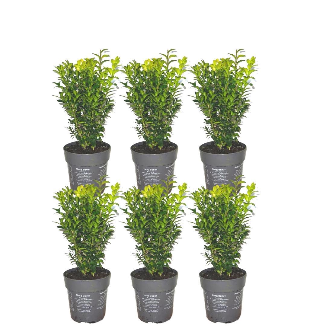 Buxus sempervirens-Hecke – Ø 12 cm, 20–6 cm hoch