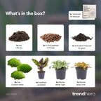 Calathea Lancifolia – Ø6 cm – recharge du kit de démarrage