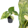 Alocasia Macrorrhiza Aurea Variegata (oreille d'éléphant) – Ø6 cm, 15 cm de haut