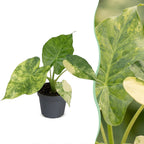 Alocasia Macrorrhiza Aurea Variegata (oreille d'éléphant) – Ø6 cm, 15 cm de haut