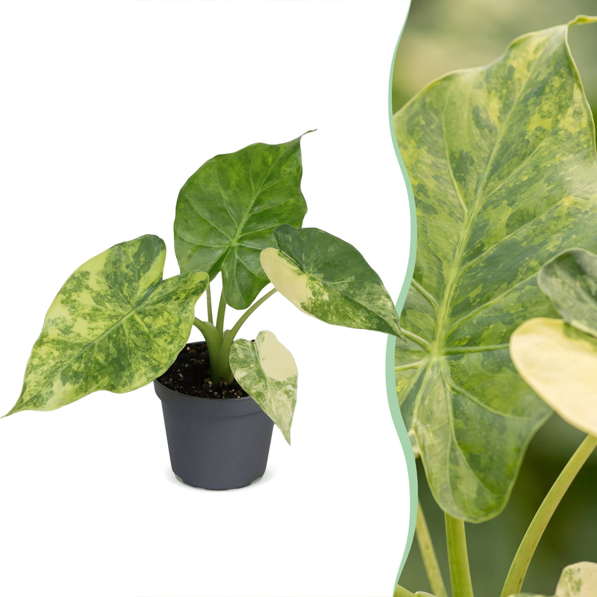 Alocasia Macrorrhiza Aurea Variegata (oreille d'éléphant) – Ø6 cm, 15 cm de haut
