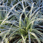 Carex oshimensis 'Everest' (Segge) – Ø 17 cm, 50 cm hoch