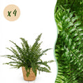 4× Nephrolepis exaltata Green Lady (sværdbreg) med kurv – Ø12 cm, 25 cm høj