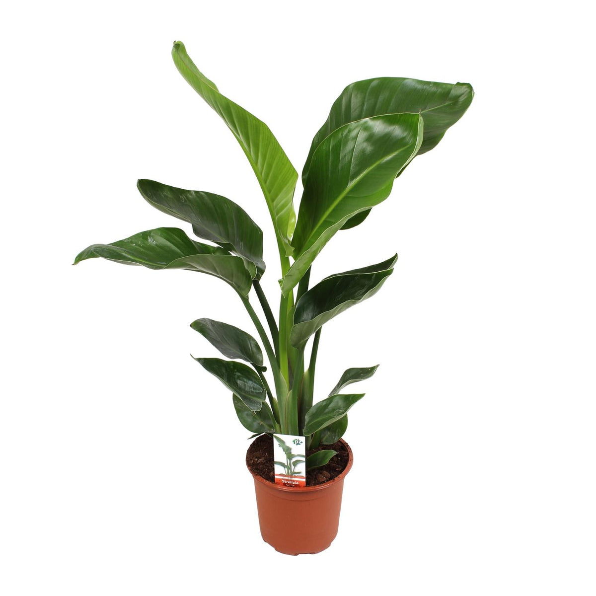 Strelitzia nicolai (weiße Paradiesvogelblume) – Ø17 cm, 70 cm hoch