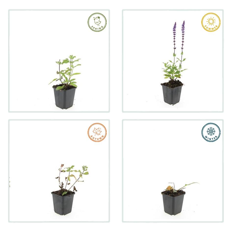 Salvia nemorosa 'Caradonna' (sauge) – 48 plants, Ø9 cm, 10–25 cm de haut – photo 4