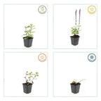 Salvia nemorosa 'Caradonna' (sauge) – 48 plants, Ø9 cm, 10–25 cm de haut