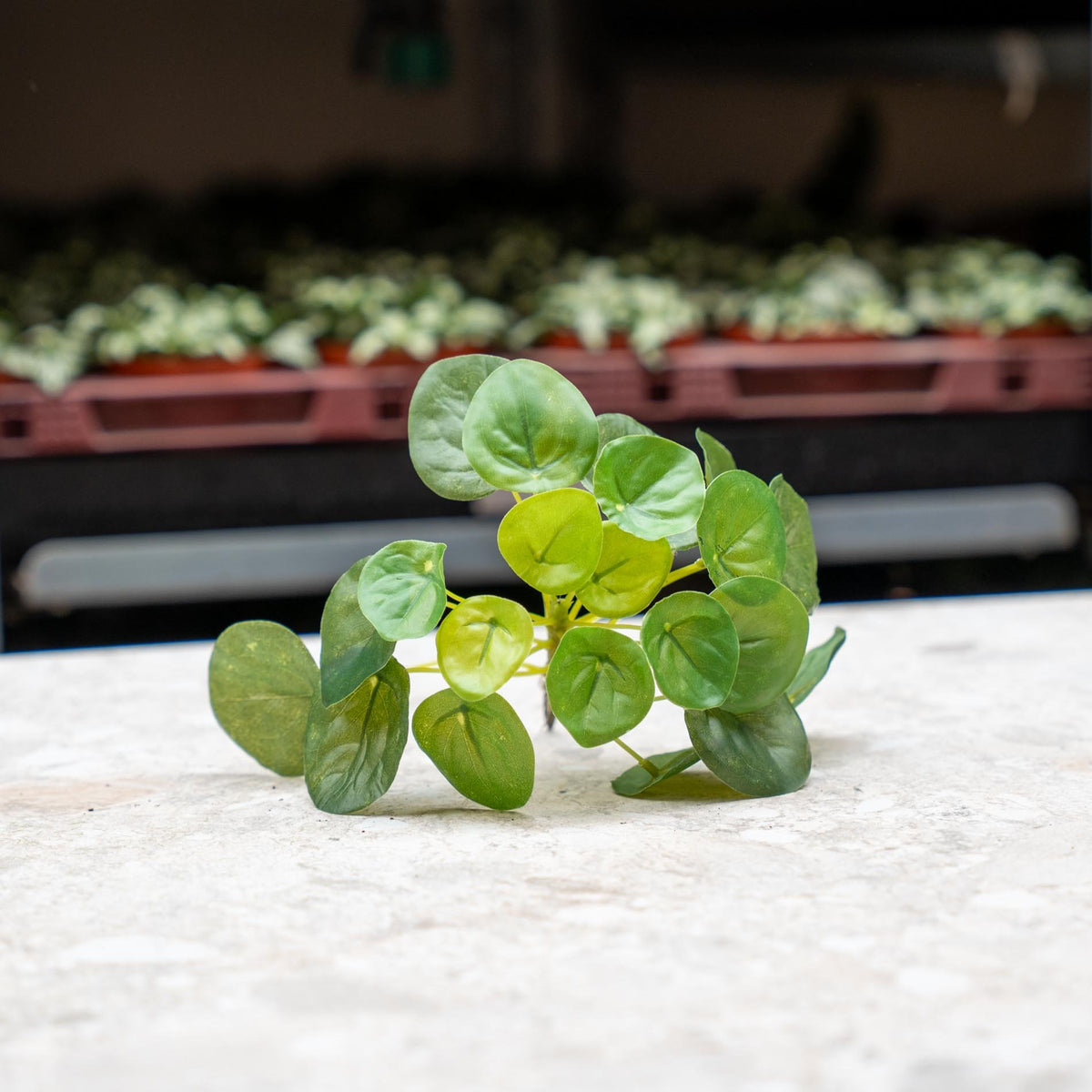 Pilea mini busk – Ø13 cm