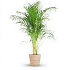Dypsis (gulpalme) med tangkurv – Ø21 cm, 100 cm høj