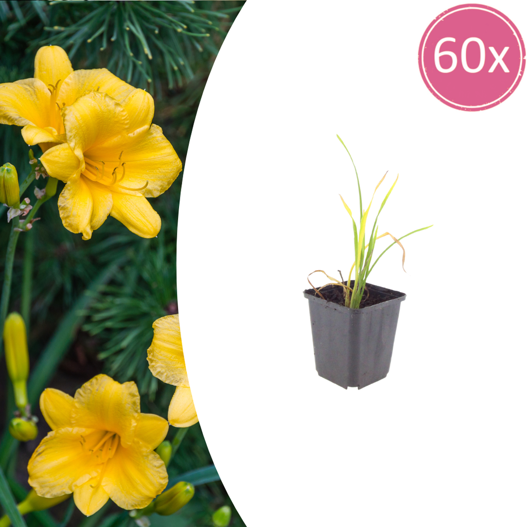 Hemerocallis 'Stella De Oro' (hémérocalle) – 60 plants, Ø9 cm, 10–25 cm de haut