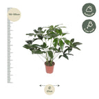 Philodendron Green Wonder – Ø24 cm, 100 cm hoog – cm