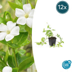 Vinca major 'Alba' (bigleaf vinca) – 12 plants, Ø9 cm, 10–25 cm high