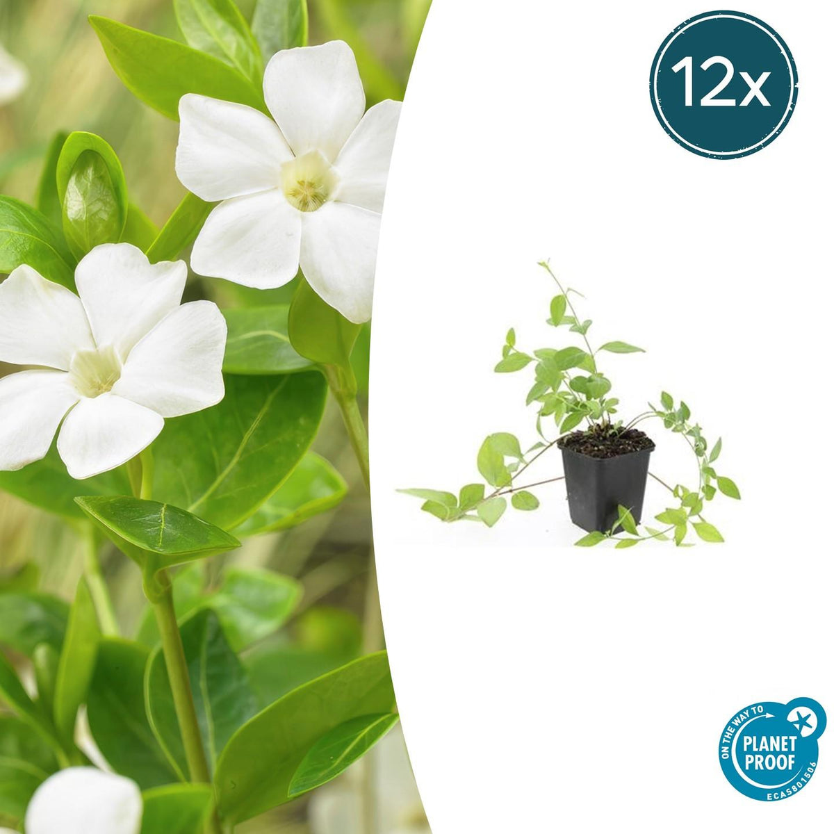 Vinca major 'Alba' (bigleaf vinca) – 12 plants, Ø9 cm, 10–25 cm high – photo 2