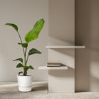 2× Strelitzia nicolai (witte paradijsvogelbloem) – Ø17 cm, 100 cm hoog