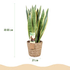 Sansevieria Laurentii (vrouwentong) met mand – Ø21 cm, 70–80 cm hoog