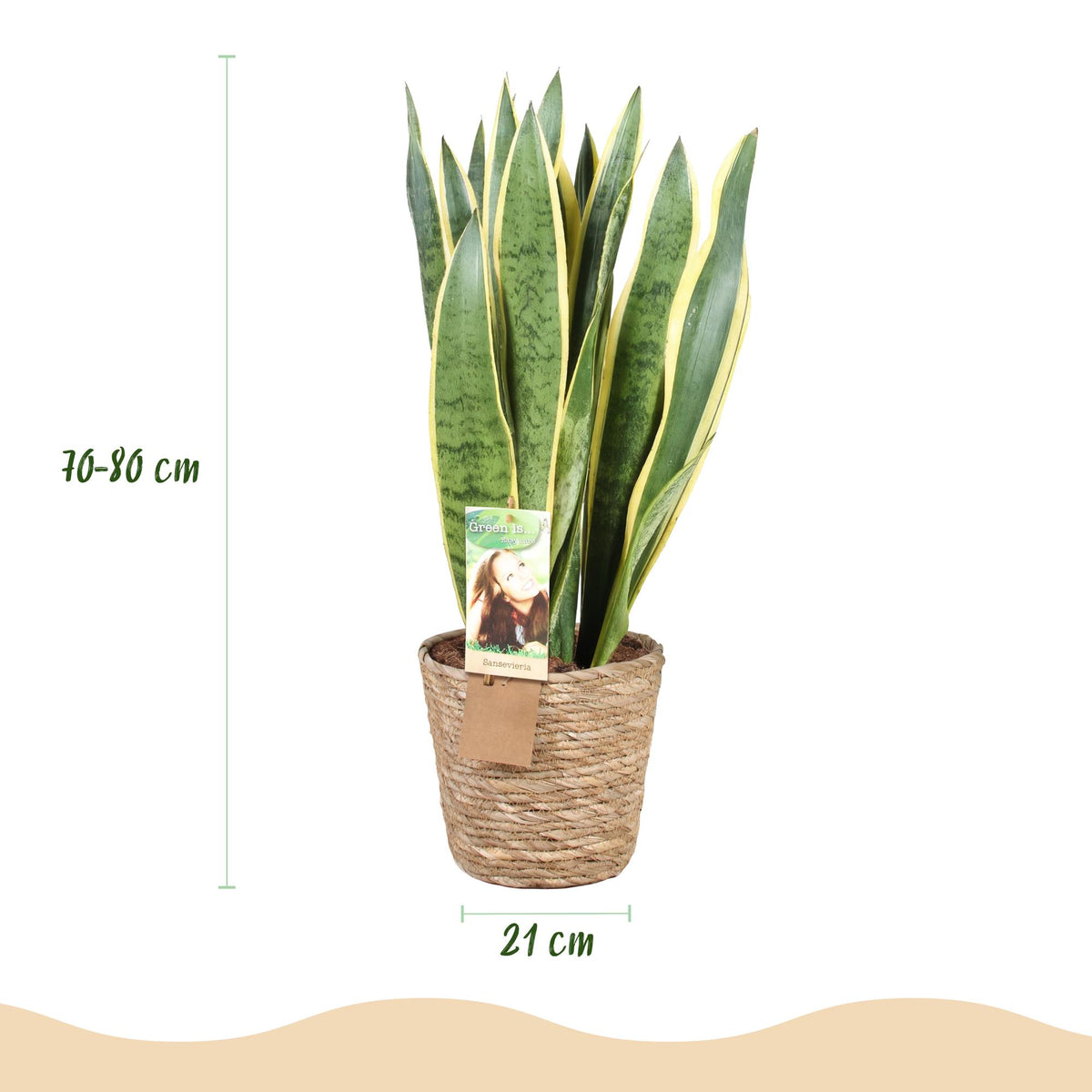 Sansevieria Laurentii (vrouwentong) met mand – Ø21 cm, 70–80 cm hoog
