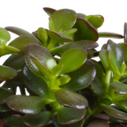 Crassula-Mix (Jade-Pflanze) im weißen Topf – Ø 11 cm, 21 cm hoch