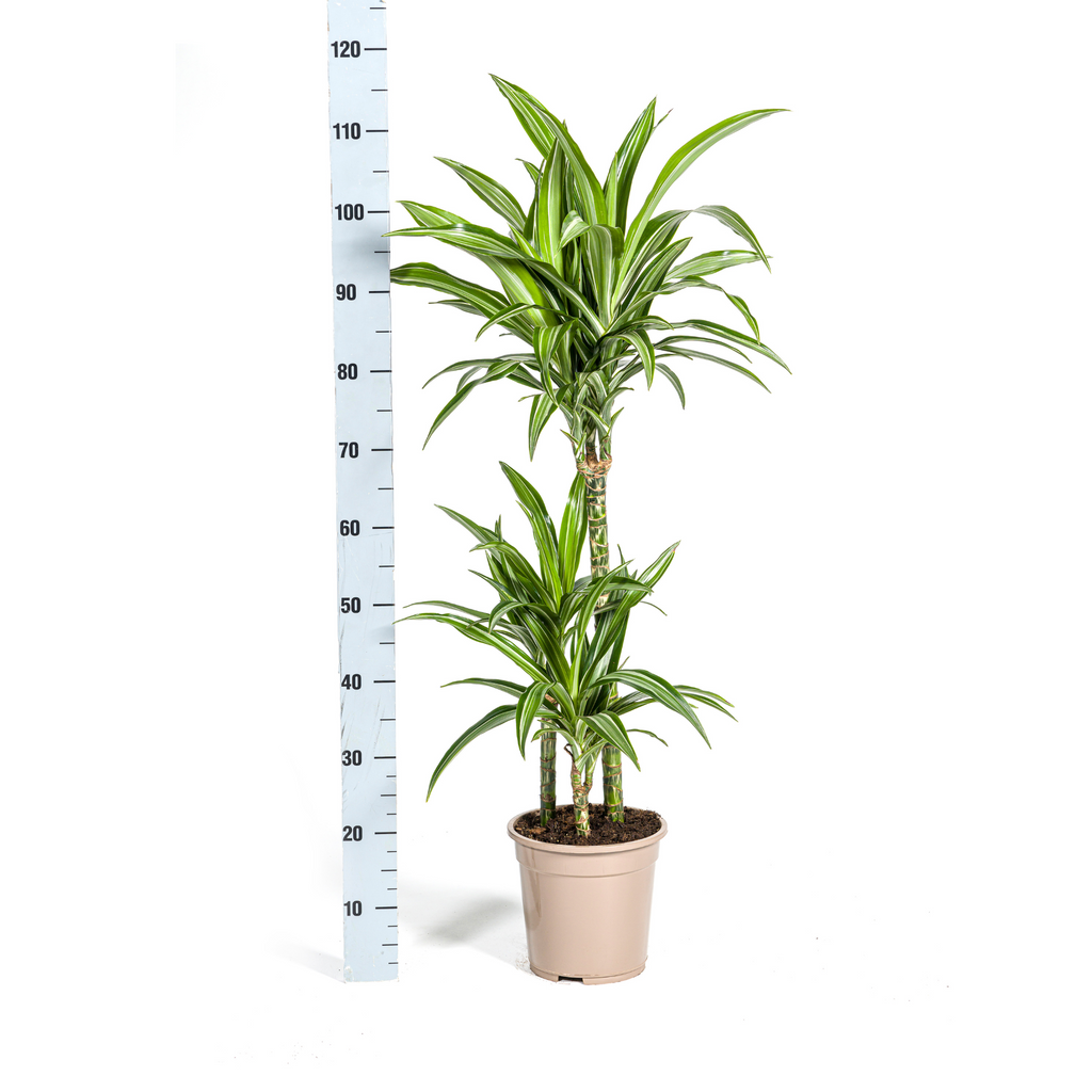 Dracaena Deremensis White Stripe (Drachenbaum) – Ø 21 cm, 90–110 cm hoch