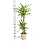 Dracaena Deremensis White Stripe (Drachenbaum) – Ø 21 cm, 90–110 cm hoch