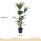 Howea forsteriana (palmier Kentia) avec panier – Ø21 cm, 120–130 cm de haut
