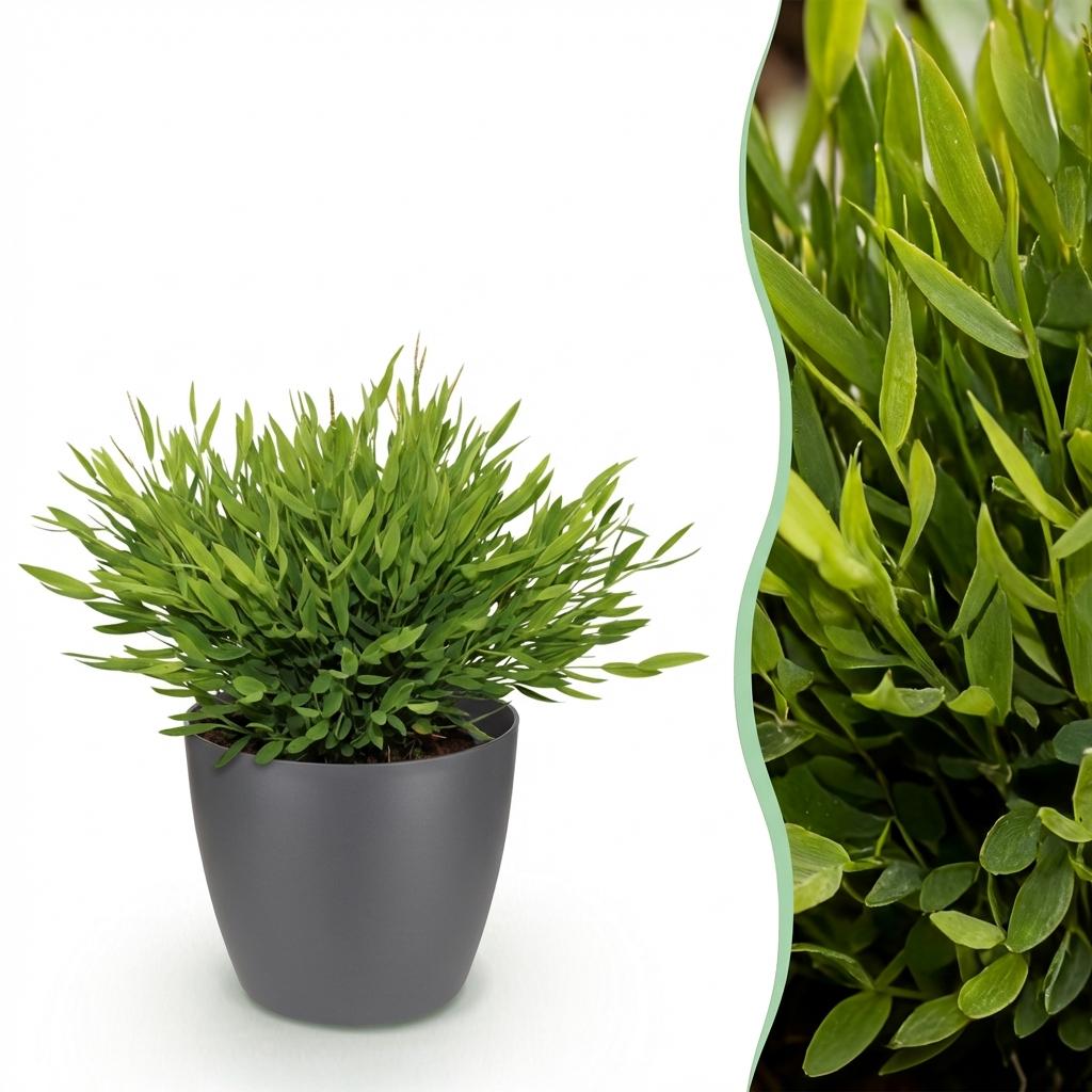 Bamusa Pogonatherum Monica (bamboegras) in Potter-sierpot grijs – Ø12 cm, 20 cm hoog