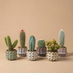 Lot de 6 cactus en mini-pots en céramique san – Ø6 cm, 8–12 cm de haut