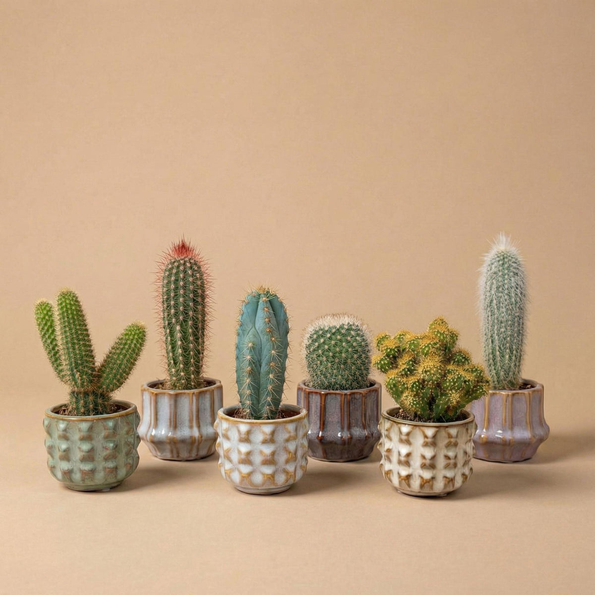 Lot de 6 cactus en mini-pots en céramique san – Ø6 cm, 8–12 cm de haut