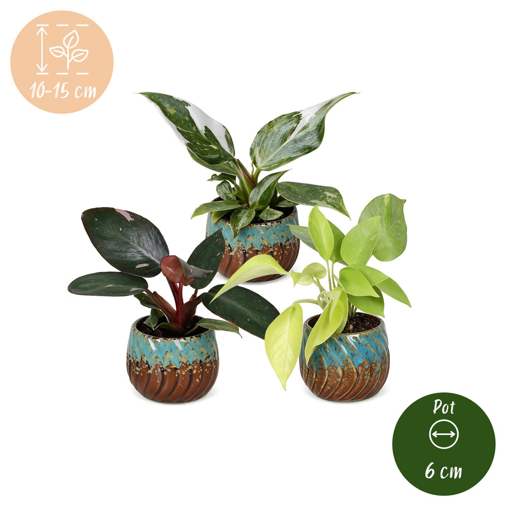 3× Baby Philodendron Tricolour incl. Copper Reef – Ø6 cm, 10–15 cm høj