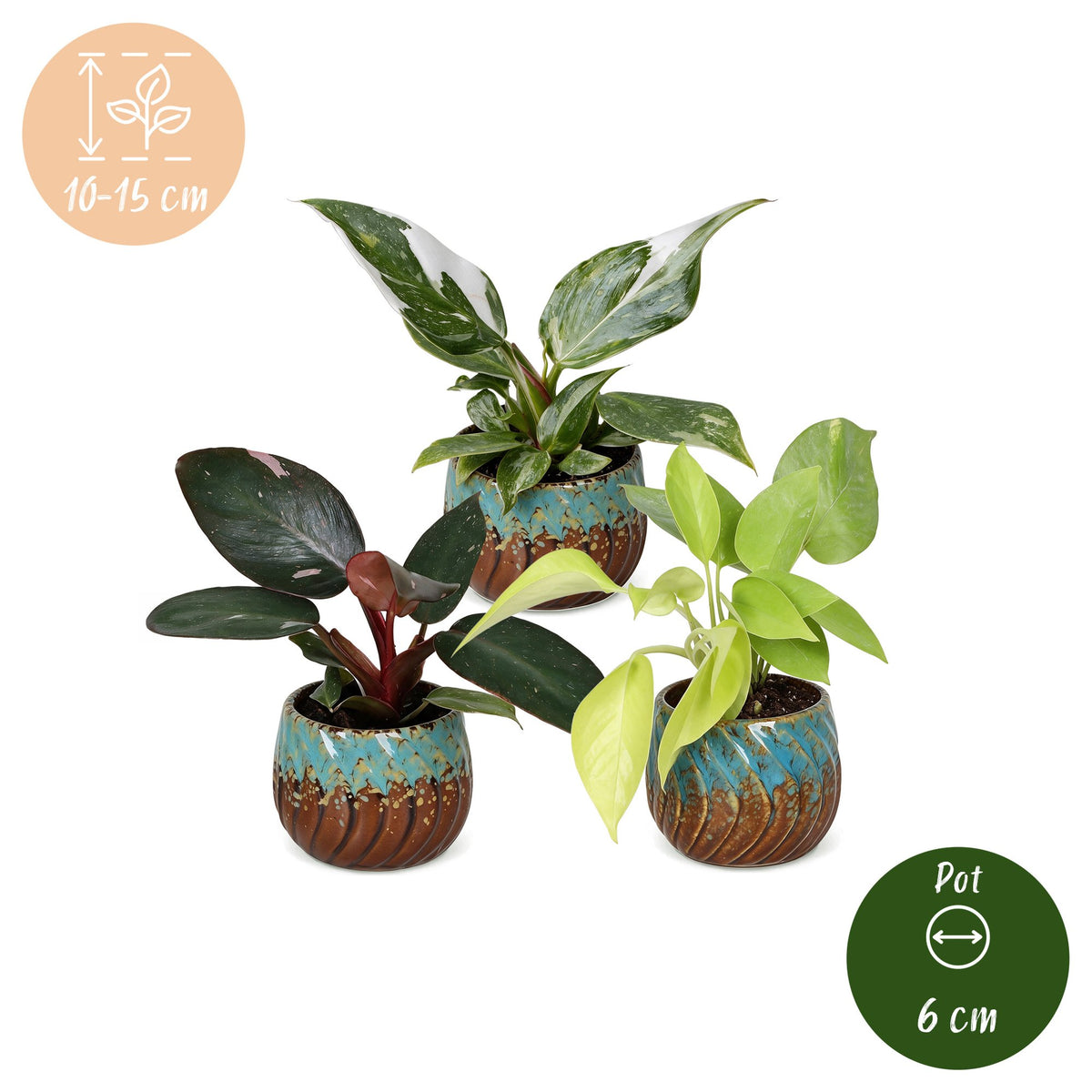 3× Baby Philodendron Tricolour incl. Copper Reef – Ø6 cm, 10–15 cm høj