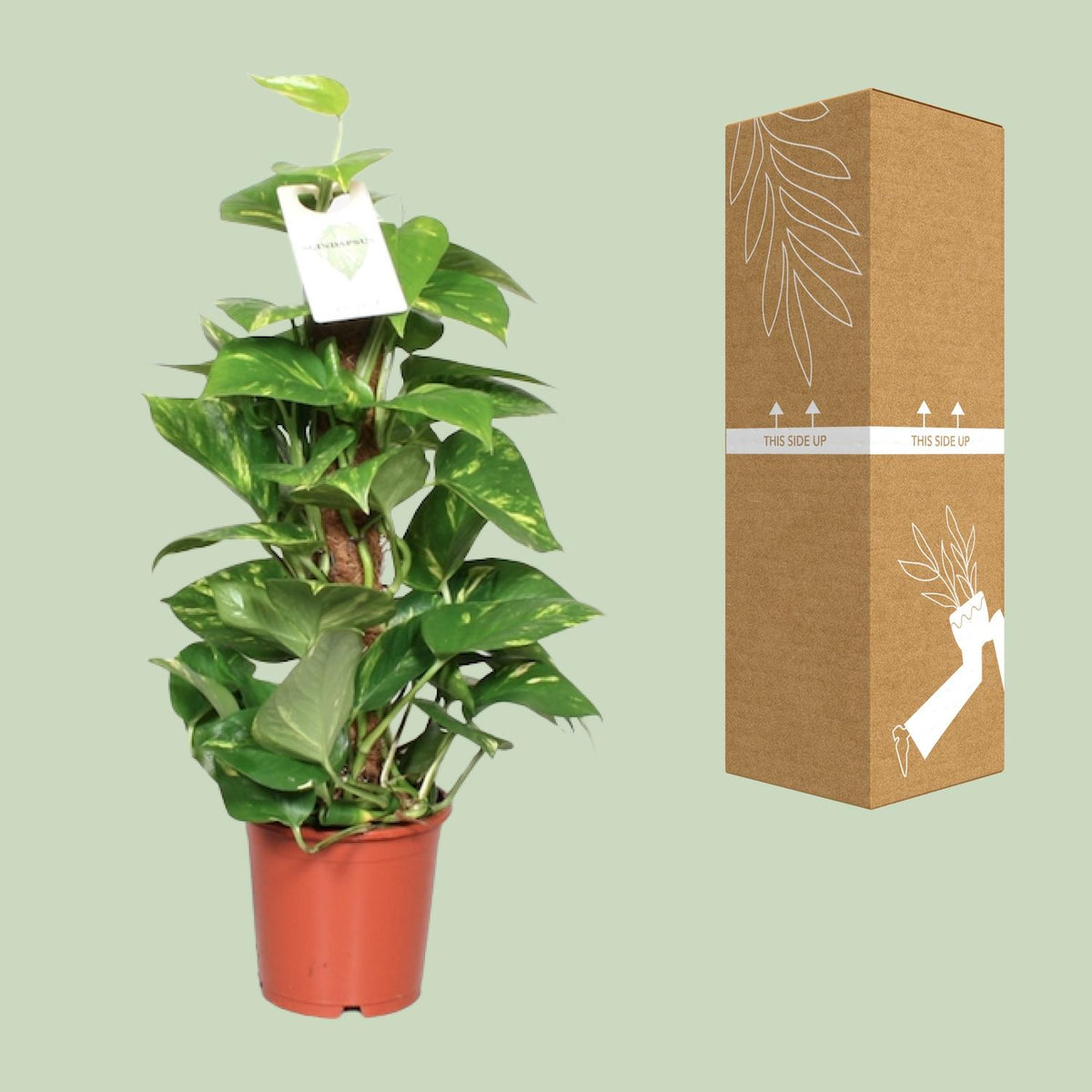 Epipremnum Pinnatum 60cm (scindapsus) – Ø15 cm, 60 cm høj