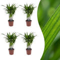 4× Areca lutescens (Dypsis) – Ø12 cm, 45 cm høj