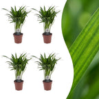 4× Areca lutescens (Dypsis) – Ø12 cm, 45 cm høj