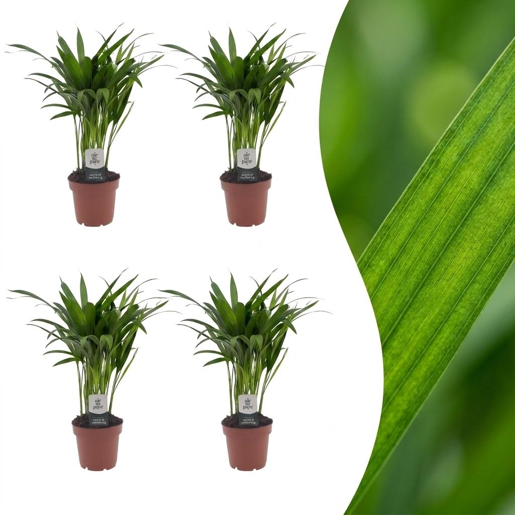 4× Areca lutescens (Dypsis) – Ø12 cm, 45 cm høj