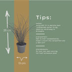 Miscanthus sinensis 'Gracillimus' (Zierreisigras) – 6 Pflanzen, Ø12 cm