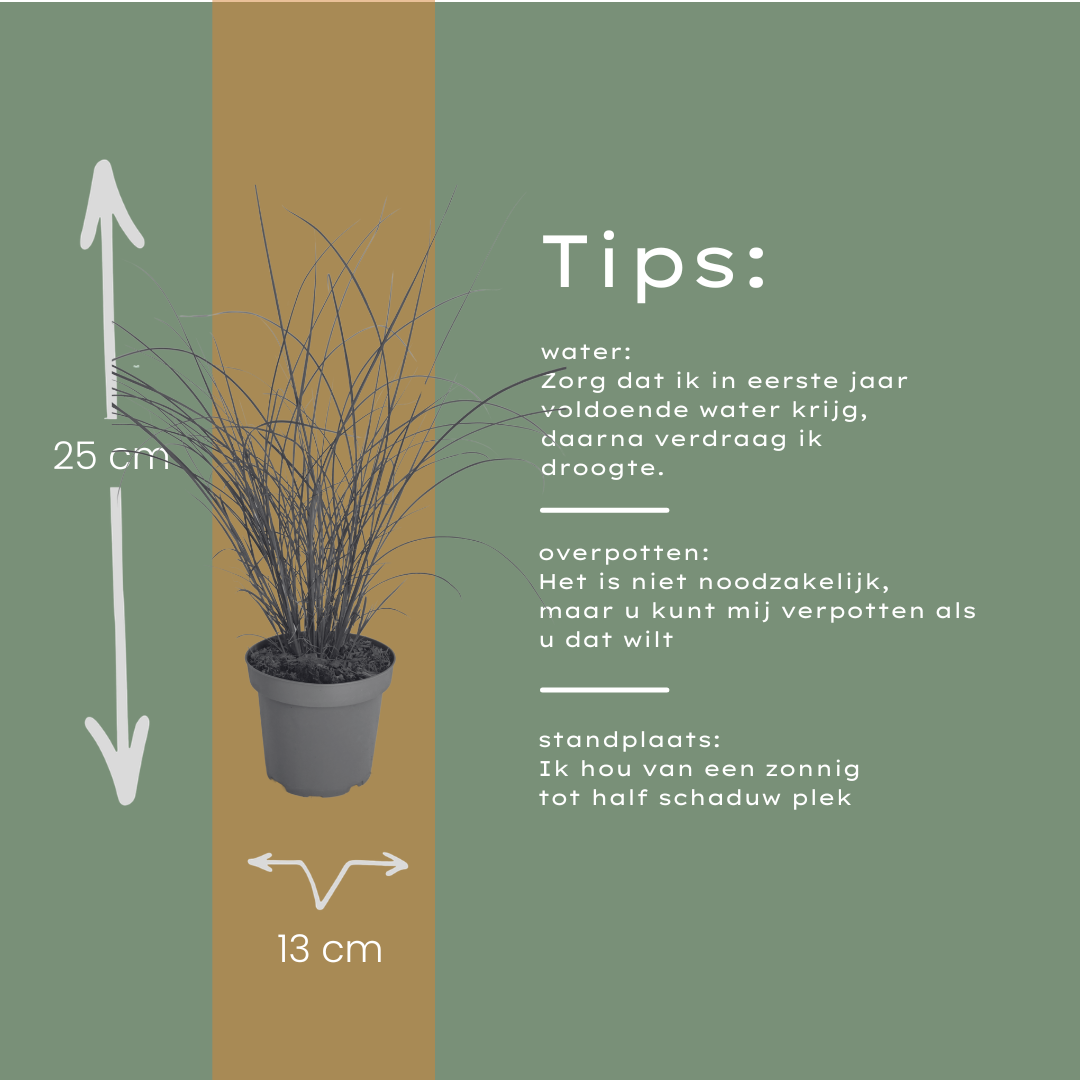 Miscanthus sinensis 'Gracillimus' (Zierreisigras) – 6 Pflanzen, Ø12 cm – Bild 5