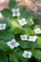 Cornus canadensis (Kanadischer Vogelbeerbaum) – 6 Pflanzen, Ø 9 cm, 10–25 cm hoch