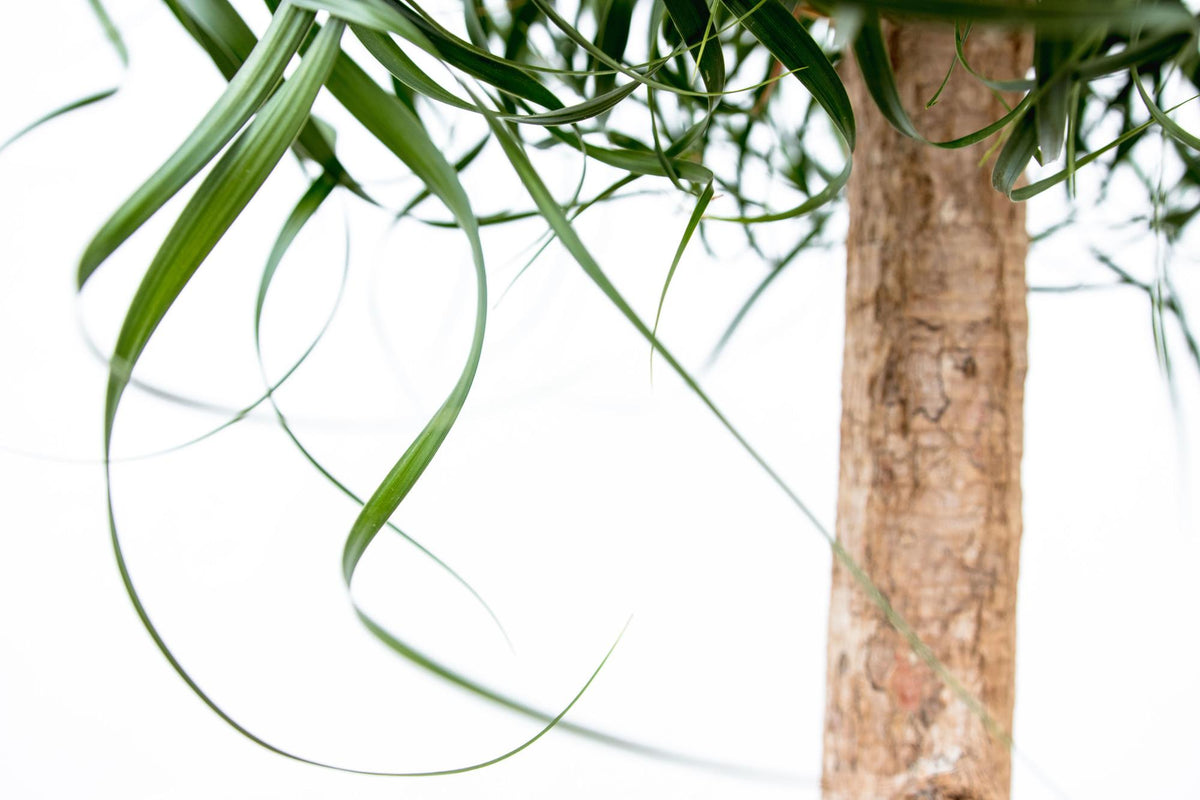 Beaucarnea XXL (olifantspoot) – Ø34 cm, 180 cm hoog