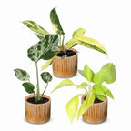 3× Baby Plants Tropical Mix incl. Linnea Honey – Ø6 cm, 10–15 cm tall