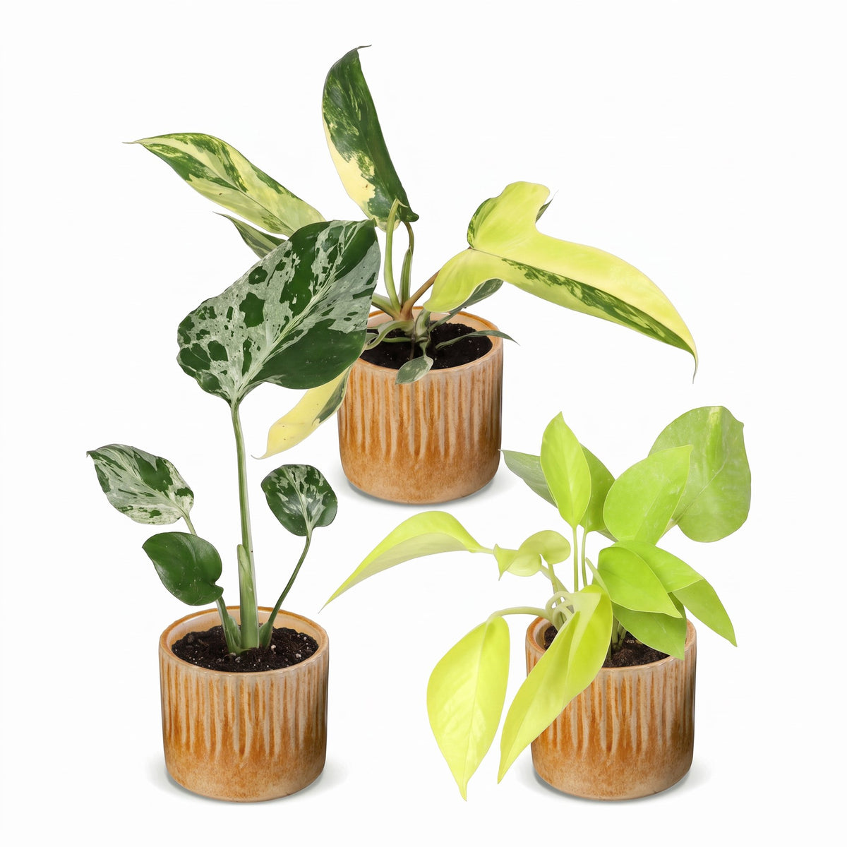 3× Jungpflanzen Tropical Mix inkl. Linnea Honey – Ø6 cm, 10–15 cm hoch – Bild 2